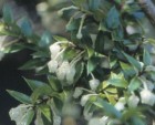 Gaultheria phillyreifolia